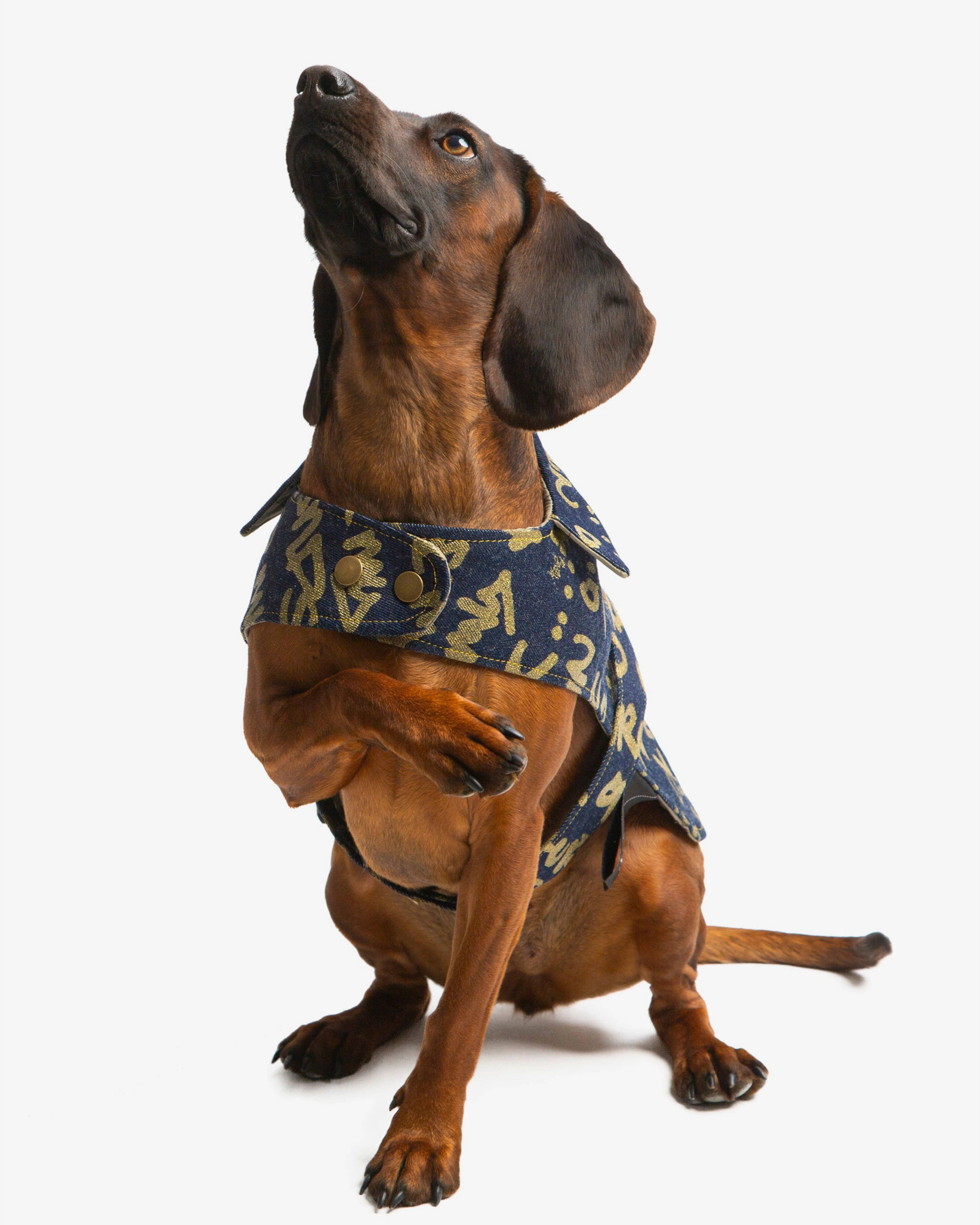 Dog wearing the Walé Adeyemi Snoop Denim Dog Jacket